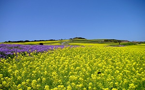 あわじ花さじき