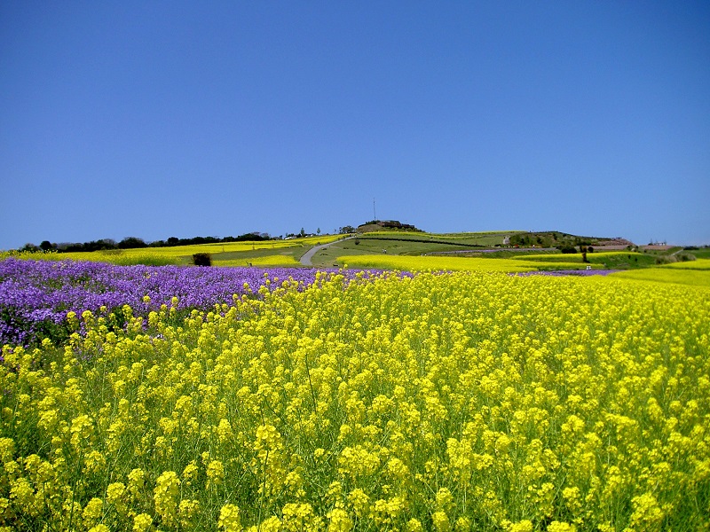 あわじ花さじき